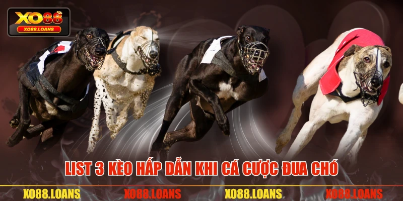 List 3 kèo hấp dẫn khi cá cược đua chó